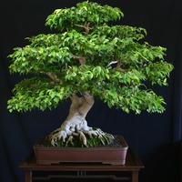 Ficus benjamina large