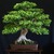 Ficus_benjamina