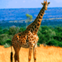 Giraffe large