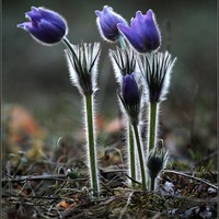 Nattblomst large