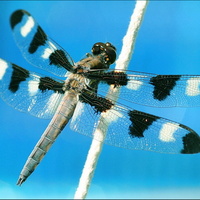 Dragonfly65 large