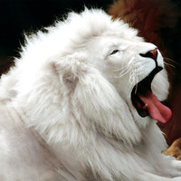 %d0%92%d0%b5%d1%80%d0%bd%d0%b5%d1%80 large