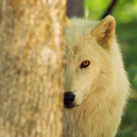 Wolfy1 large