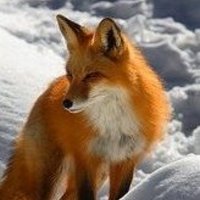 Foxen07 large