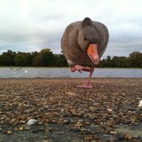 Utya large