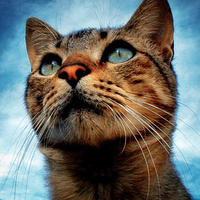 Slopcat large