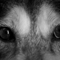 Bigbadwolf large