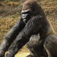 King kong large